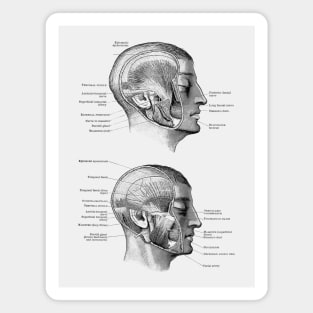 Face Muscular Diagram - Dual Side View Magnet